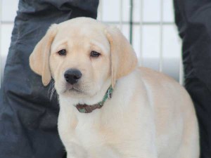 ラブラドールレトリーバー子犬販売、イエロー、男の子（オス）、2015年10月05日生れ、神奈川県ブリーダー、ID9162。正面2