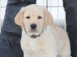 ラブラドールレトリーバー子犬販売、イエロー、男の子（オス）、2015年10月05日生れ、神奈川県ブリーダー、ID9162。正面