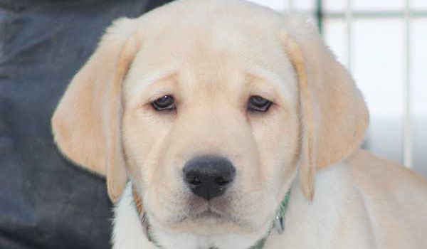 ラブラドールレトリーバー子犬販売、イエロー、男の子（オス）、2015年10月05日生れ、神奈川県ブリーダー、ID9162。お顔