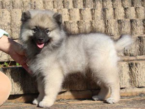 キースホンド子犬販売情報、男の子（オス）、グレー、2015年08月07日生れ、東京都ブリーダー、ID9262。左側面3
