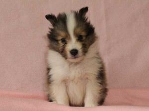 シェットランドシープドッグ（シェルティー、シェルティ）子犬販売情報、セーブル＆ホワイト、男の子（オス）、2015年3月10日生れ、フルカラー、ブレーズ有り、神奈川県ブリーダー、ID8402