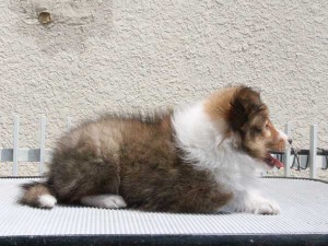 シェットランドシープドッグ（シェルティー）子犬販売、女の子（メス）、セーブル＆ホワイト、2015年4月18日生れ、東京都ブリーダー、ID8696