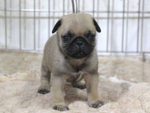 パグ子犬販売、男の子（オス）、フォーン、2015年12月02日産まれ、千葉県ブリーダー、ID9542。立ち姿2