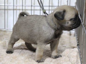 パグ子犬販売、男の子（オス）、フォーン、2015年12月02日産まれ、千葉県ブリーダー、ID9542。右側面