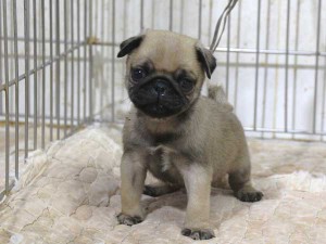 パグ子犬販売、男の子（オス）、フォーン、2015年12月02日産まれ、千葉県ブリーダー、ID9542。正面（立ち姿）