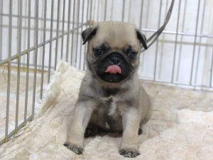 パグ子犬販売、男の子（オス）、フォーン、2015年12月02日産まれ、千葉県ブリーダー、ID9542。ペロリン