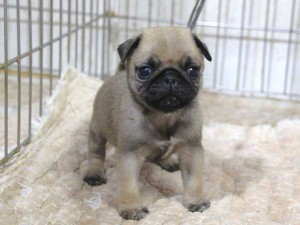 パグ子犬販売、男の子（オス）、フォーン、2015年12月02日産まれ、千葉県ブリーダー、ID9542。立ち姿3