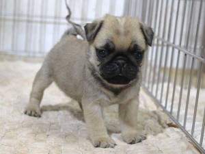 パグ子犬販売、フォーン、男の子（オス）、2015年12月02日産まれ、千葉県ブリーダー、ID9543。立ち姿
