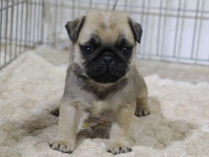 パグ子犬販売、フォーン、男の子（オス）、2015年12月02日産まれ、千葉県ブリーダー、ID9543。正面2