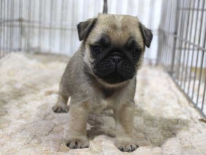 パグ子犬販売、フォーン、男の子（オス）、2015年12月02日産まれ、千葉県ブリーダー、ID9543。正面