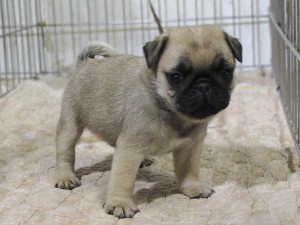パグ子犬販売、フォーン、男の子（オス）、2015年12月02日産まれ、千葉県ブリーダー、ID9543。立ち姿2