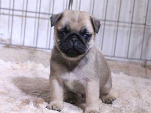 パグ子犬販売、フォーン、男の子（オス）、2015年12月02日産まれ、千葉県ブリーダー、ID9543。おすわり