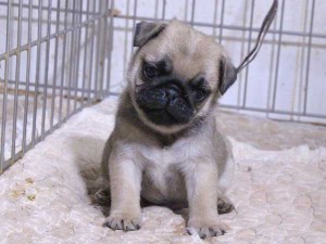 パグ子犬販売、フォーン、男の子（オス）、2015年12月02日産まれ、千葉県ブリーダー、ID9543。おすわり2