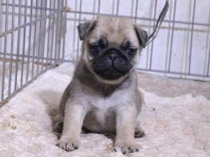 パグ子犬販売、フォーン、男の子（オス）、2015年12月02日産まれ、千葉県ブリーダー、ID9543。おすわり3
