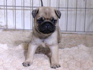 パグ子犬販売、フォーン、男の子（オス）、2015年12月02日産まれ、千葉県ブリーダー、ID9544。正面