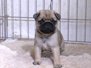 パグ子犬販売、フォーン、男の子（オス）、2015年12月02日産まれ、千葉県ブリーダー、ID9544。正面2