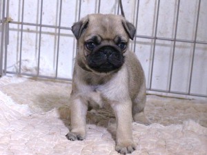 パグ子犬販売、フォーン、男の子（オス）、2015年12月02日産まれ、千葉県ブリーダー、ID9544。正面3