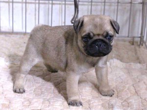 パグ子犬販売、フォーン、男の子（オス）、2015年12月02日産まれ、千葉県ブリーダー、ID9544。右側面