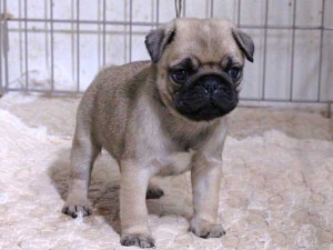 パグ子犬販売、フォーン、男の子（オス）、2015年12月02日産まれ、千葉県ブリーダー、ID9544。立ち姿