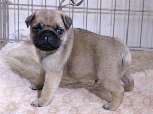 パグ子犬販売、フォーン、男の子（オス）、2015年12月02日産まれ、千葉県ブリーダー、ID9544。左側面