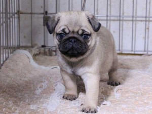 パグ子犬販売、フォーン、男の子（オス）、2015年11月30日産まれ、千葉県ブリーダー、ID9545。High Quality Dog、正面