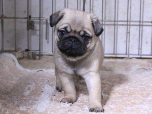 パグ子犬販売、フォーン、男の子（オス）、2015年11月30日産まれ、千葉県ブリーダー、ID9545。High Quality Dog、正面2