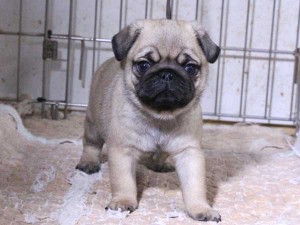 パグ子犬販売、フォーン、男の子（オス）、2015年11月30日産まれ、千葉県ブリーダー、ID9545。High Quality Dog、正面3