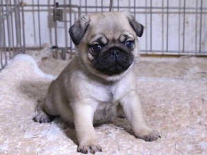 パグ子犬販売、フォーン、男の子（オス）、2015年11月30日産まれ、千葉県ブリーダー、ID9545。High Quality Dog、おすわり