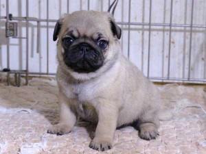 パグ子犬販売、フォーン、男の子（オス）、2015年11月30日産まれ、千葉県ブリーダー、ID9545。High Quality Dog、おすわり3