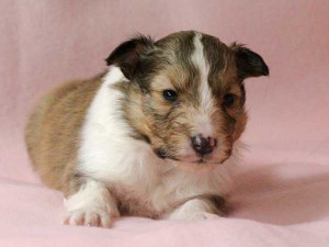 シェットランドシープドッグ（シェルティー）子犬販売情報、男の子（オス）、セーブル＆ホワイト、2016年01月02日産まれ、神奈川県ブリーダー、ID9560。正面3