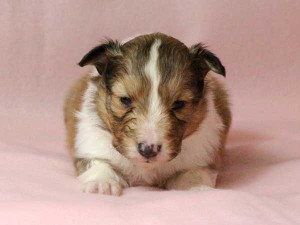 シェットランドシープドッグ（シェルティー）子犬販売情報、男の子（オス）、セーブル＆ホワイト、2016年01月02日産まれ、神奈川県ブリーダー、ID9560。正面