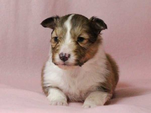 シェットランドシープドッグ（シェルティー）子犬販売情報、男の子（オス）、セーブル＆ホワイト、2016年01月02日産まれ、神奈川県ブリーダー、ID9560。正面2