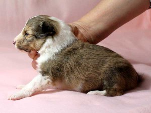 シェットランドシープドッグ（シェルティー）子犬販売情報、男の子（オス）、セーブル＆ホワイト、2016年01月02日産まれ、神奈川県ブリーダー、ID9560。左側面