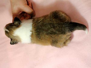 シェットランドシープドッグ（シェルティー）子犬販売情報、男の子（オス）、セーブル＆ホワイト、2016年01月02日産まれ、神奈川県ブリーダー、ID9560。背中