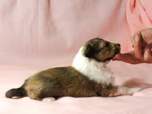 シェットランドシープドッグ（シェルティー）子犬販売情報、男の子（オス）、セーブル＆ホワイト、2016年01月02日産まれ、神奈川県ブリーダー、ID9560。右側面