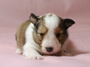 シェットランドシープドッグ（シェルティー）子犬販売情報、男の子（オス）、セーブル＆ホワイト、2016年01月02日産まれ、神奈川県ブリーダー、ID9561。お顔4