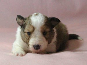 シェットランドシープドッグ（シェルティー）子犬販売情報、男の子（オス）、セーブル＆ホワイト、2016年01月02日産まれ、神奈川県ブリーダー、ID9561。お顔5