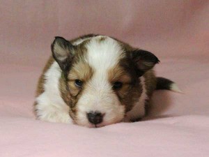 シェットランドシープドッグ（シェルティー）子犬販売情報、男の子（オス）、セーブル＆ホワイト、2016年01月02日産まれ、神奈川県ブリーダー、ID9561。お顔2