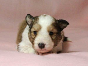 シェットランドシープドッグ（シェルティー）子犬販売情報、男の子（オス）、セーブル＆ホワイト、2016年01月02日産まれ、神奈川県ブリーダー、ID9561。お顔3