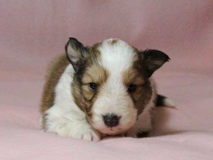 シェットランドシープドッグ（シェルティー）子犬販売情報、男の子（オス）、セーブル＆ホワイト、2016年01月02日産まれ、神奈川県ブリーダー、ID9561。お顔