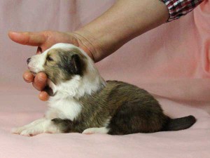 シェットランドシープドッグ（シェルティー）子犬販売情報、男の子（オス）、セーブル＆ホワイト、2016年01月02日産まれ、神奈川県ブリーダー、ID9561。左側面