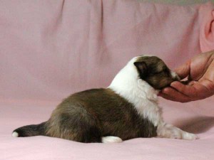 シェットランドシープドッグ（シェルティー）子犬販売情報、男の子（オス）、セーブル＆ホワイト、2016年01月02日産まれ、神奈川県ブリーダー、ID9561。右側面