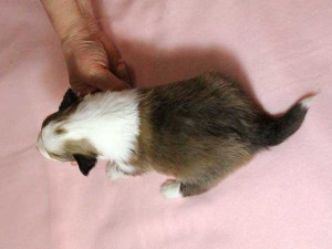 シェットランドシープドッグ（シェルティー）子犬販売情報、男の子（オス）、セーブル＆ホワイト、2016年01月02日産まれ、神奈川県ブリーダー、ID9561。背中