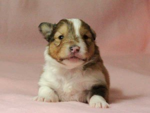 シェットランドシープドッグ（シェルティー）子犬販売情報、男の子（オス）、セーブル＆ホワイト、2016年01月02日産まれ、神奈川県ブリーダー、ID9562。お顔
