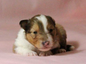 シェットランドシープドッグ（シェルティー）子犬販売情報、男の子（オス）、セーブル＆ホワイト、2016年01月02日産まれ、神奈川県ブリーダー、ID9562。お顔3