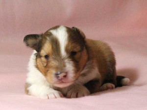 シェットランドシープドッグ（シェルティー）子犬販売情報、男の子（オス）、セーブル＆ホワイト、2016年01月02日産まれ、神奈川県ブリーダー、ID9562。お顔2