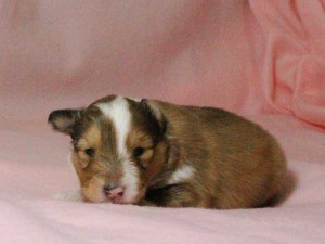 シェットランドシープドッグ（シェルティー）子犬販売情報、男の子（オス）、セーブル＆ホワイト、2016年01月02日産まれ、神奈川県ブリーダー、ID9562。左側面