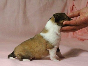 シェットランドシープドッグ（シェルティー）子犬販売情報、男の子（オス）、セーブル＆ホワイト、2016年01月02日産まれ、神奈川県ブリーダー、ID9562。右側面
