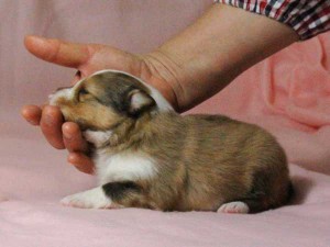 シェットランドシープドッグ（シェルティー）子犬販売情報、男の子（オス）、セーブル＆ホワイト、2016年01月02日産まれ、神奈川県ブリーダー、ID9562。左側面2