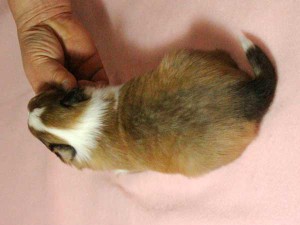 シェットランドシープドッグ（シェルティー）子犬販売情報、男の子（オス）、セーブル＆ホワイト、2016年01月02日産まれ、神奈川県ブリーダー、ID9562。背中